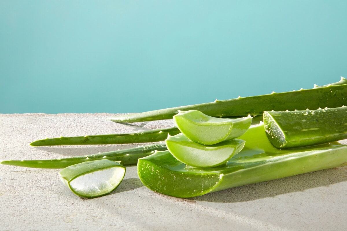A aloe vera ganhou protagonismo nos cuidados com a pele e é usada em diferentes rotinas de beleza (Imagem: Light Stock | Shutterstock)