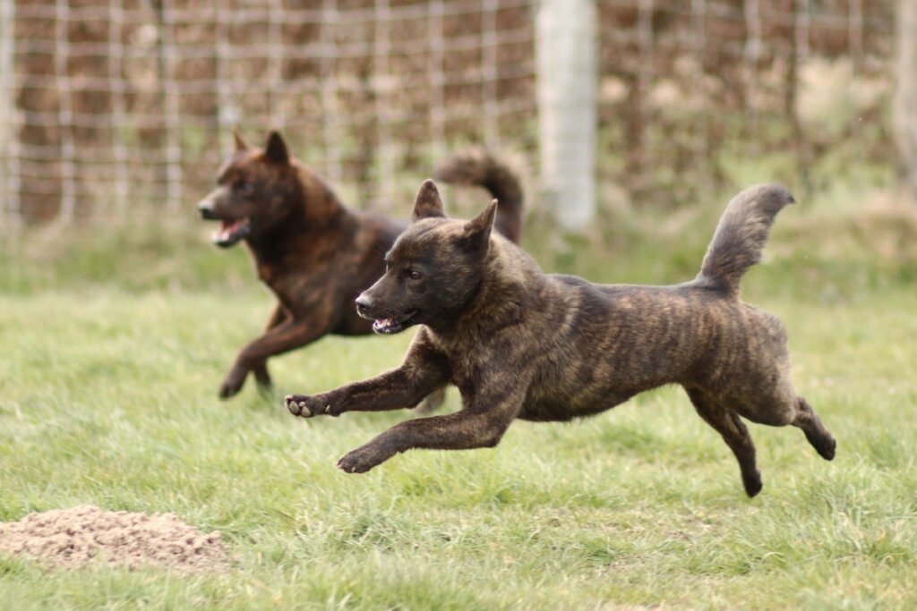 O kai ken é uma raça rara e antiga, apelidada de “tigre japonês” (Imagem: Lindsay VG | Shutterstock)