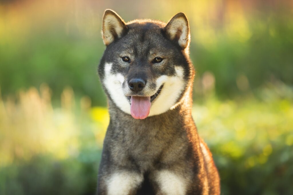 O shikoku ken é um cão inteligente e corajoso (Imagem: Anastasiia Cherniavskaia | Shutterstock)