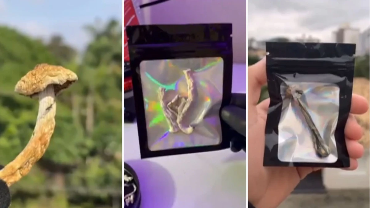 Cogumelos mágicos eram vendidos sobretudo em festas de música eletrônica