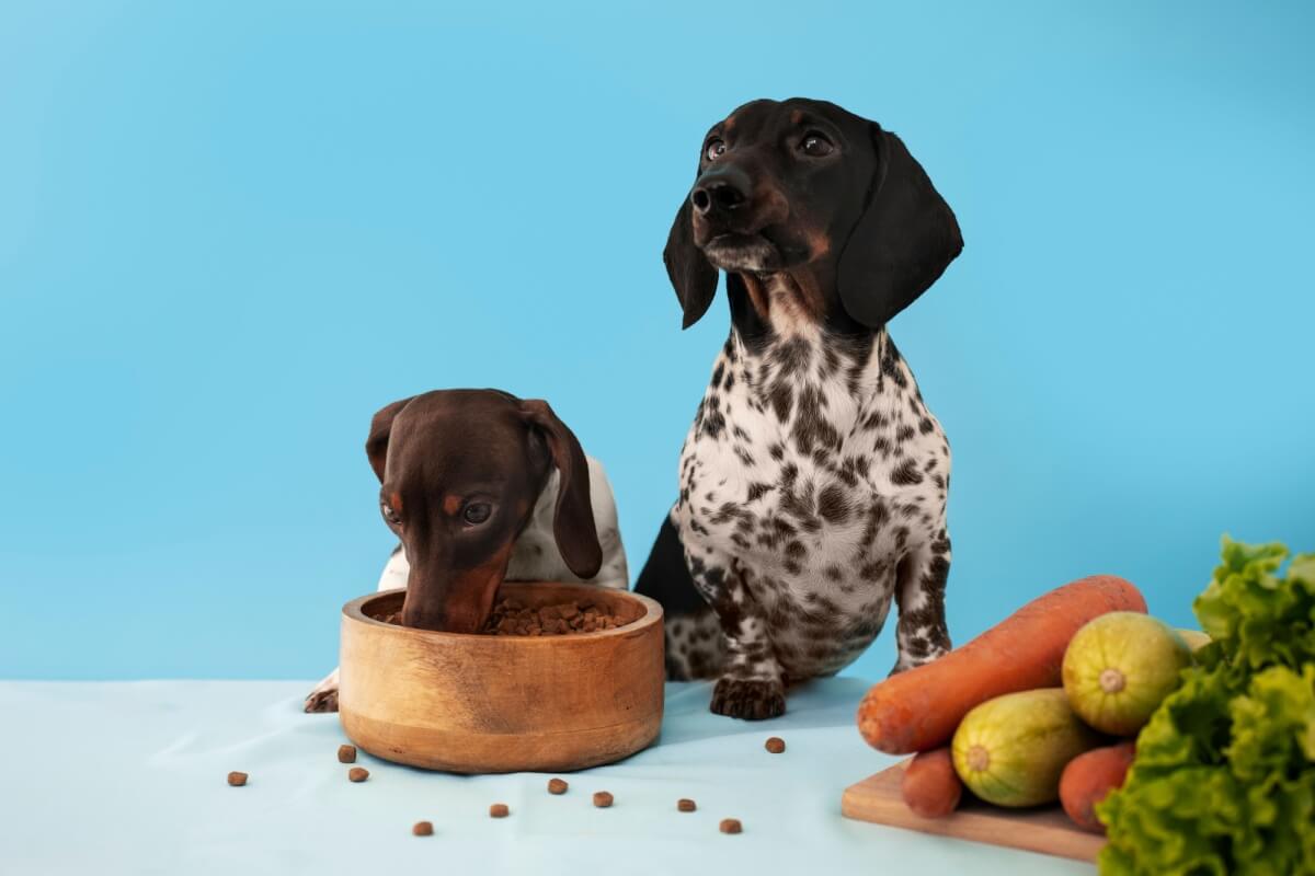 Os cachorros apresentam preferências alimentares individuais (Imagem: joseroda1988 | Shutterstock)