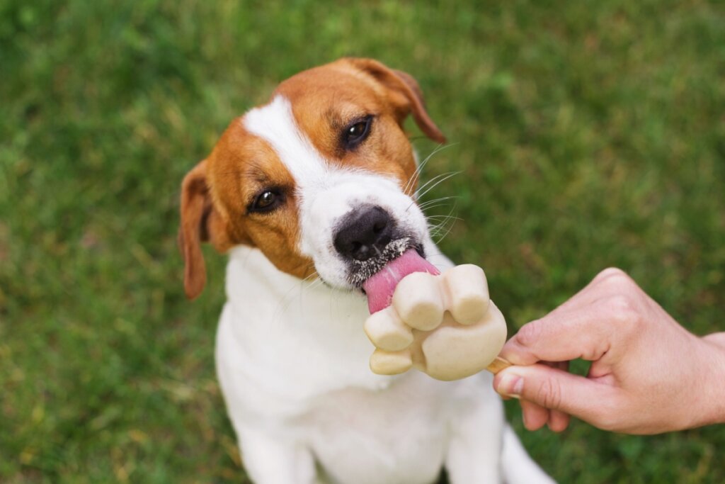 Os cachorros percebem os sabores de maneira diferente dos humanos (Imagem: annokhotska | Shutterstock)