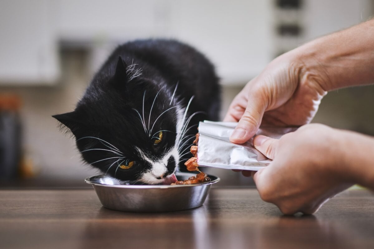 Os sachês são uma alternativa nutritiva, prática e altamente palatável para complementar ou até substituir a ração seca dos gatos (Imagem: Jaromir Chalabala | Shutterstock)