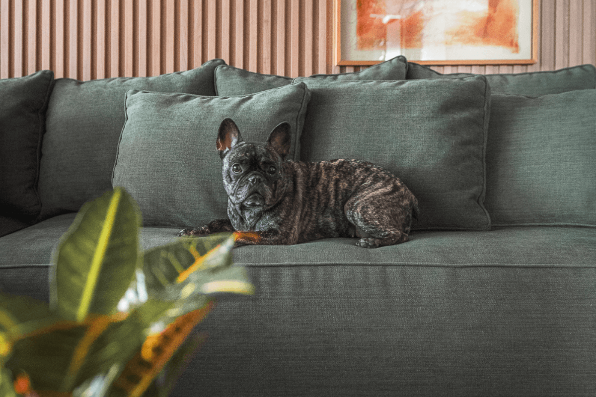 Alguns tipos de tecidos são ideais para casas com animais (Projeto: Dantas & Passos Arquitetura | Imagem: Henrique Ribeiro) 