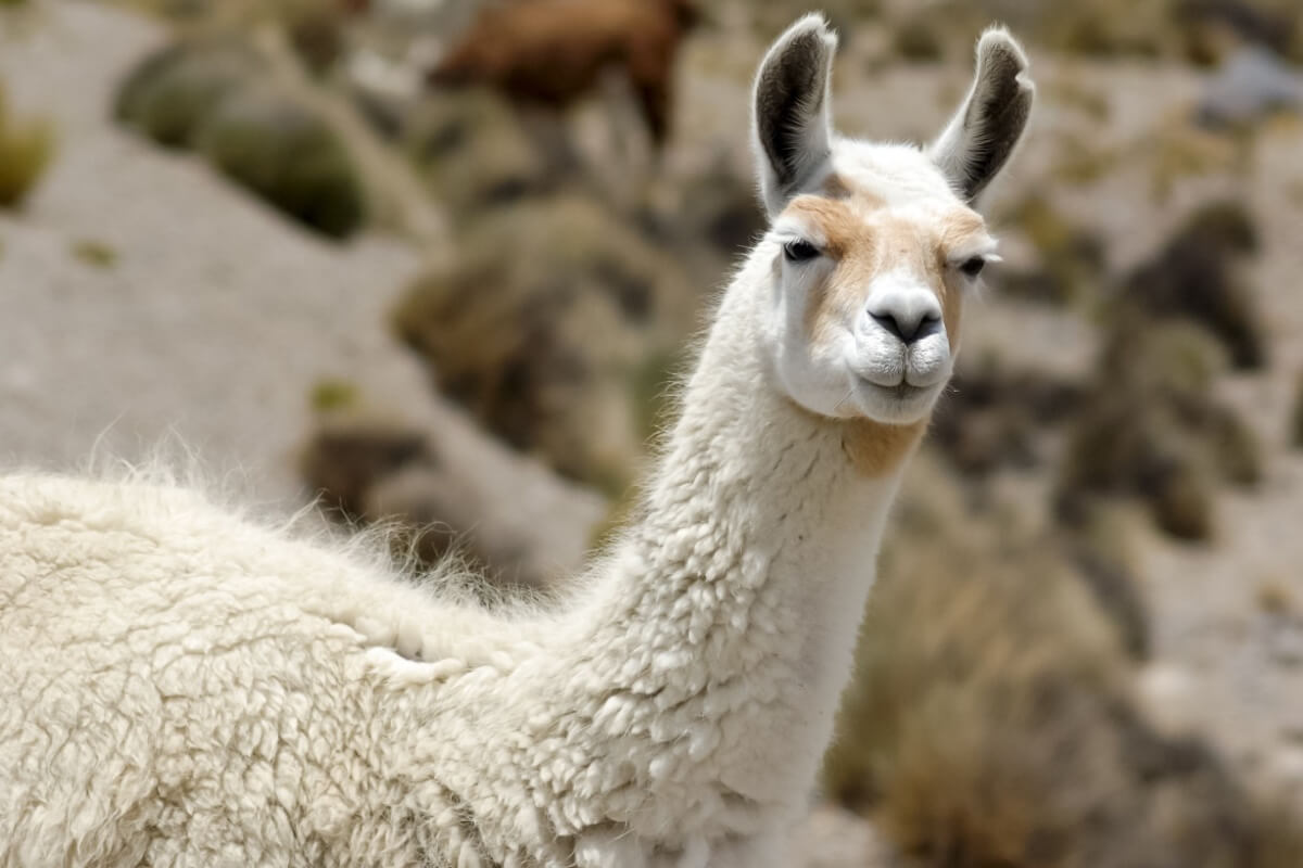 As lhamas desempenham um papel importante na vida da população dos Andes (Imagem: Jakub.it | Shutterstock) 