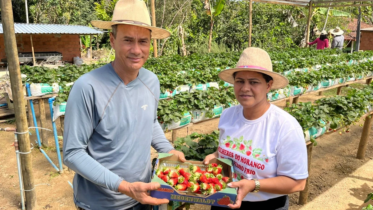 Morango cultivado na estufa virou sucesso em Colatina