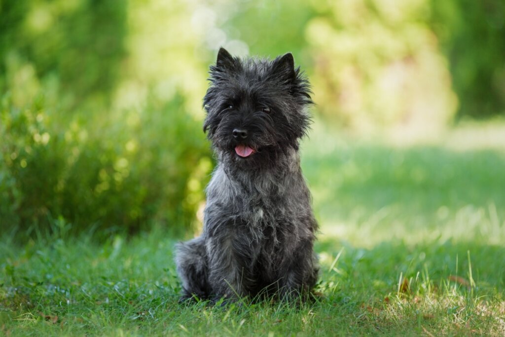 O cairn terrier é um cão ativo e precisa de uma dieta nutritiva e balanceada (Imagem: Marina Plevako | Shutterstock)