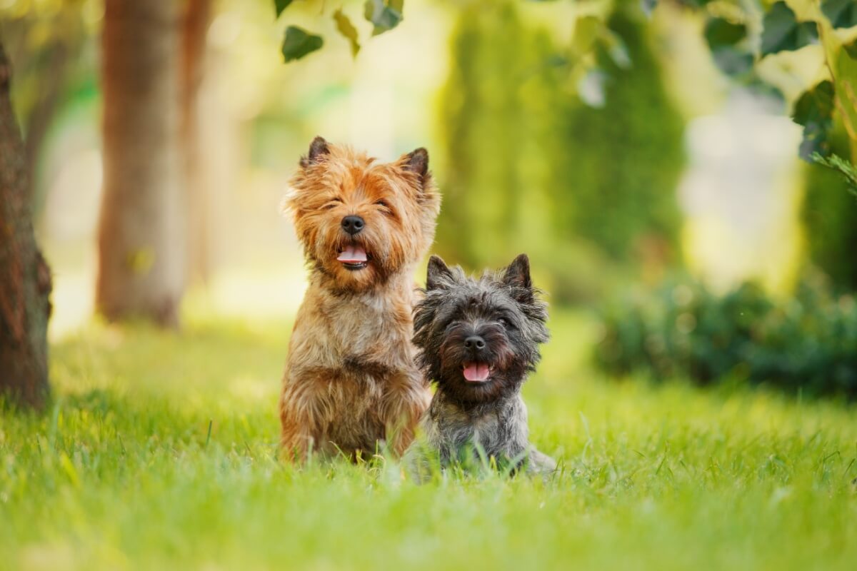 O cairn terrier é uma das raças mais antigas do grupo dos terriers (Imagem: Marina Plevako | Shutterstock) 