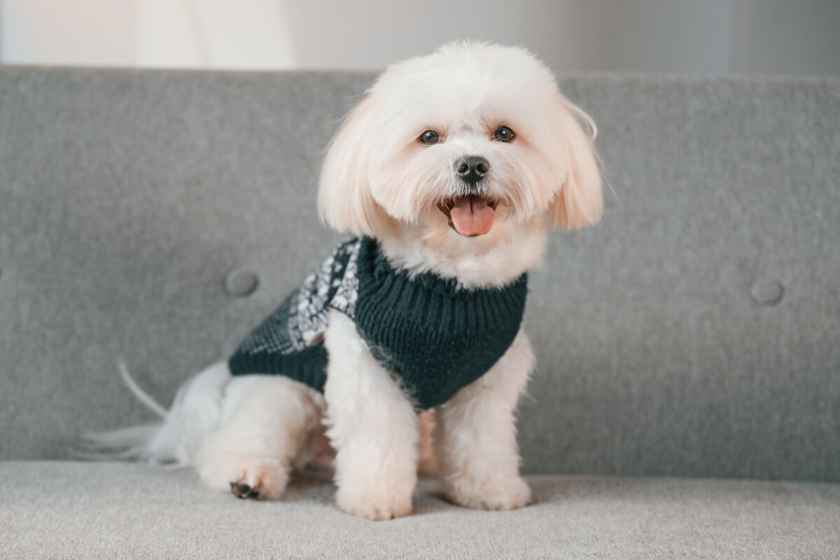 Certas raças de cachorro são conhecidas por preservar a expressão doce e a aparência de filhote, independentemente da idade (Imagem: Standret | Shutterstock)