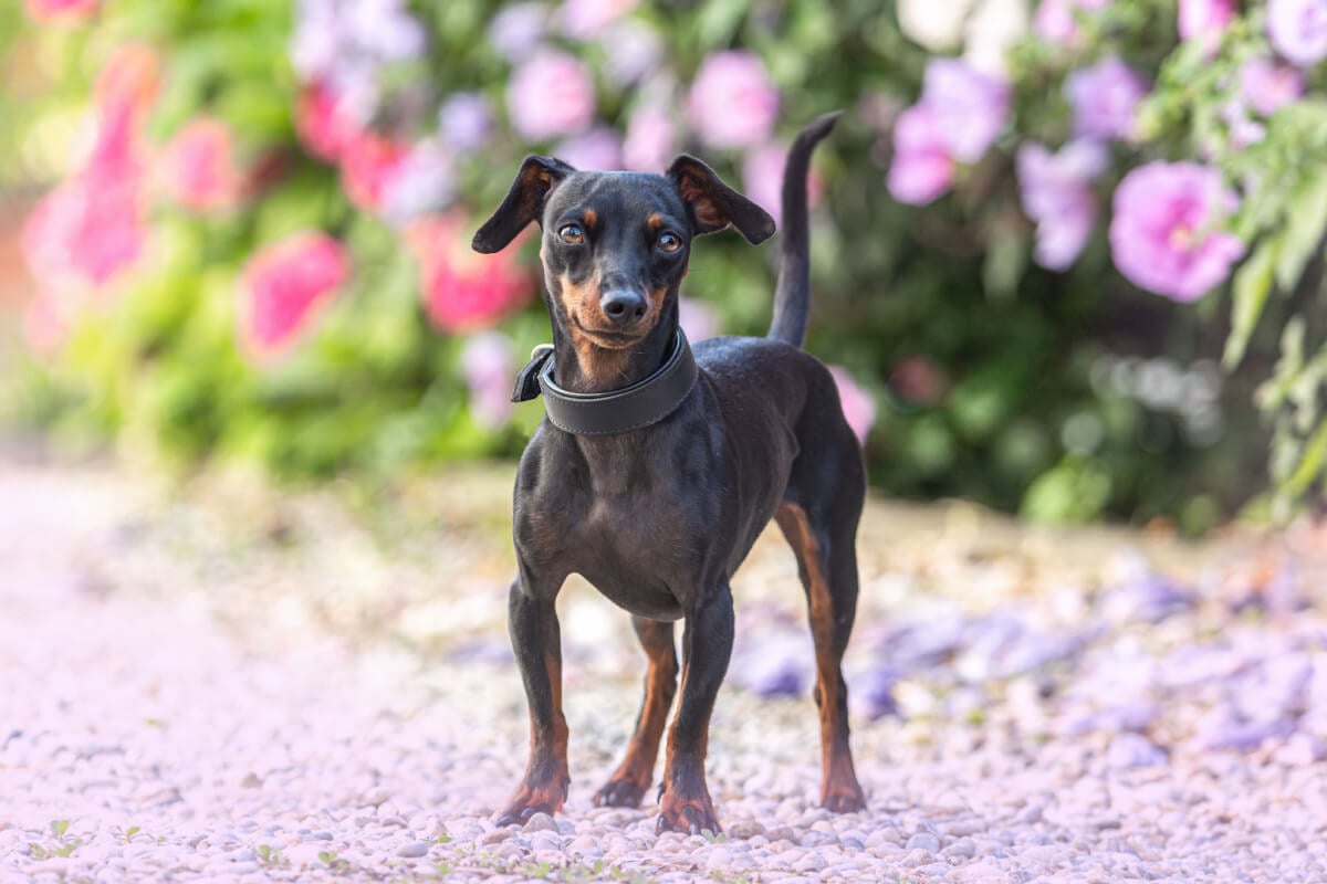 O pinscher é um cão leal, teimoso e enérgico (Imagem: Annabell Gsoedl | Shutterstock)