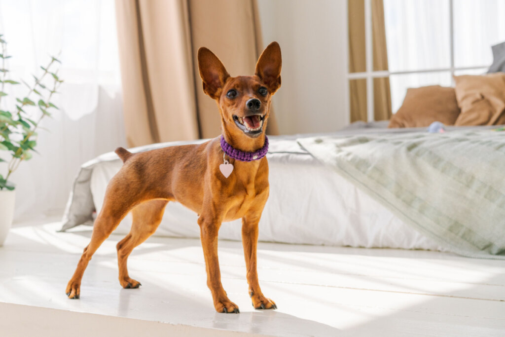 O pinscher é um ótimo cão para apartamento (Imagem: Pereslavtseva Katerina | Shutterstock)