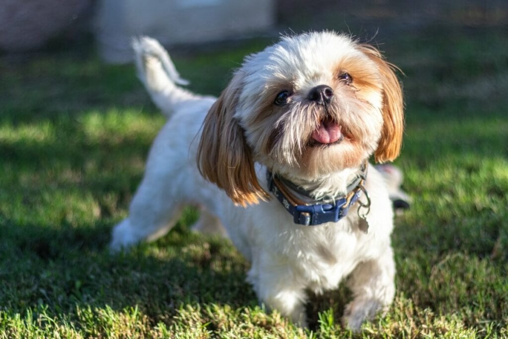 O shih tzu é pequeno, peludo e possui um rosto achatado (Imagem: Brenda Areli55 | Shutterstock)