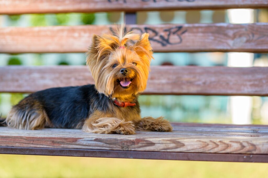 O yorkshire terrier tem olhos grandes e orelhas eretas (Imagem: shymar27 | Shutterstock)