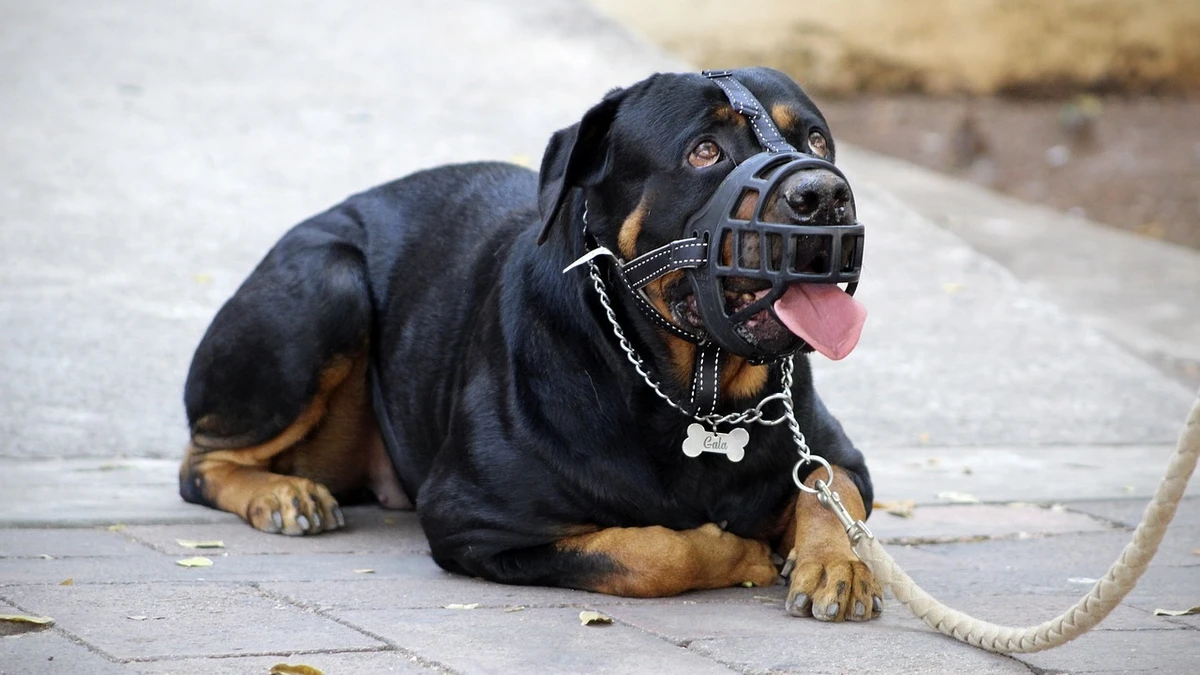 De acordo com a Lei Municipal 8.121/2011, em Vitória todos os animais devem ser conduzidos em vias públicas com coleira e guia apropriadas
