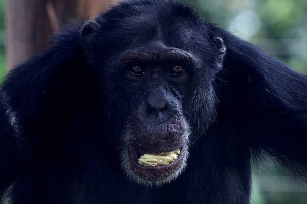 Chimpanzés africanos bebem mais que um litro e meio de cerveja, em razão de frutas fermentadas