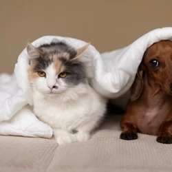 Quem tem bichinho em casa sabe que eles podem dominar cada canto, por isso especialistas recomendam o uso de tecido resistentes na hora de decorar os espaços