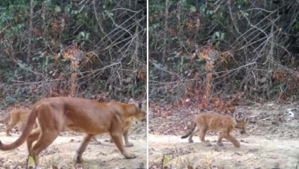 Filhotes têm cerca de três meses de idade e foram flagrados andando na mata com a mãe; nascimento múltiplo da espécie é raro na natureza