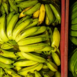 Dia Nacional da Banana é comemorado nesta segunda-feira (22). Fruta movimenta quase R$ 1 bilhão na economia do Espírito Santo por ano e gera 28 mil empregos