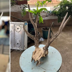 Ação resgatou 78 animais na Serra, Vila Velha e Cariacica; alvo mantinha galos em gaiolas individuais e criava aves exóticas sem licença
