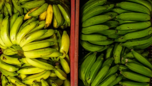 Dia Nacional da Banana é comemorado nesta segunda-feira (22). Fruta movimenta quase R$ 1 bilhão na economia do Espírito Santo por ano e gera 28 mil empregos