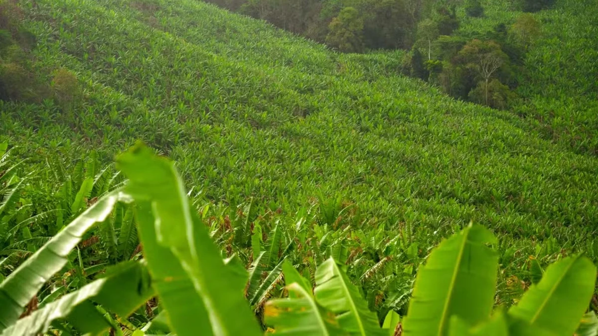Bananal na região de Cachoeirinha, em Cariacica, Espírito Santo.