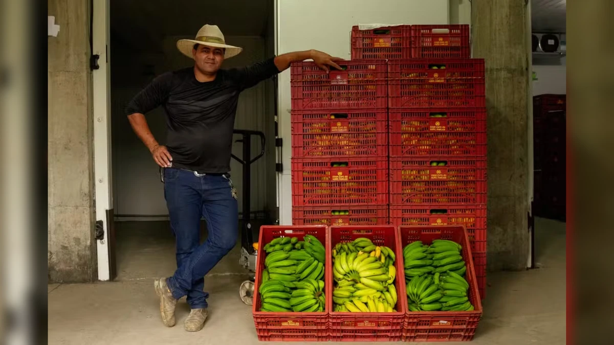 Do soteco à moqueca, banana tem espaço na mesa e na economia do Espírito Santo.