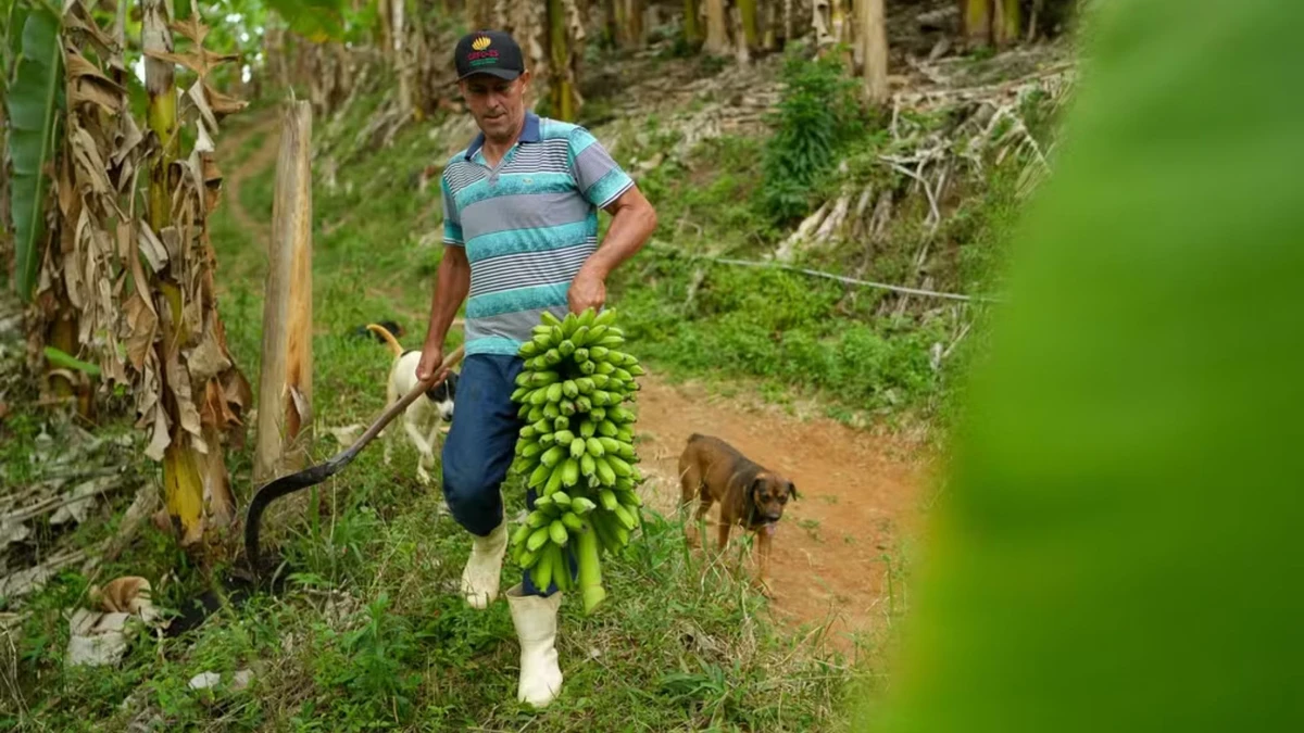 Do soteco à moqueca, banana tem espaço na mesa e na economia do Espírito Santo.