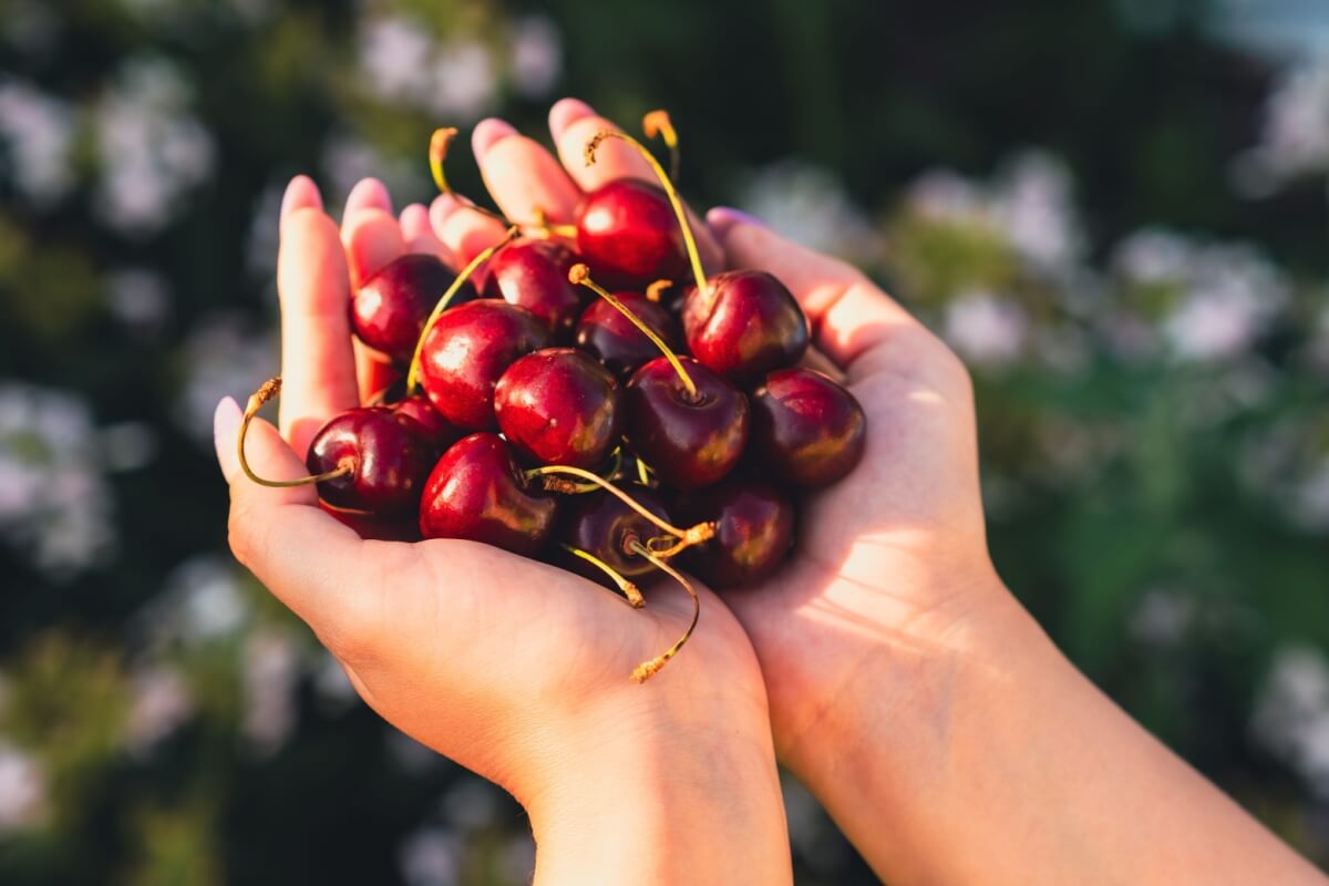 A cereja é uma fruta rica em nutrientes benéficos para a saúde (Imagem: Anton Dios | Shutterstock)