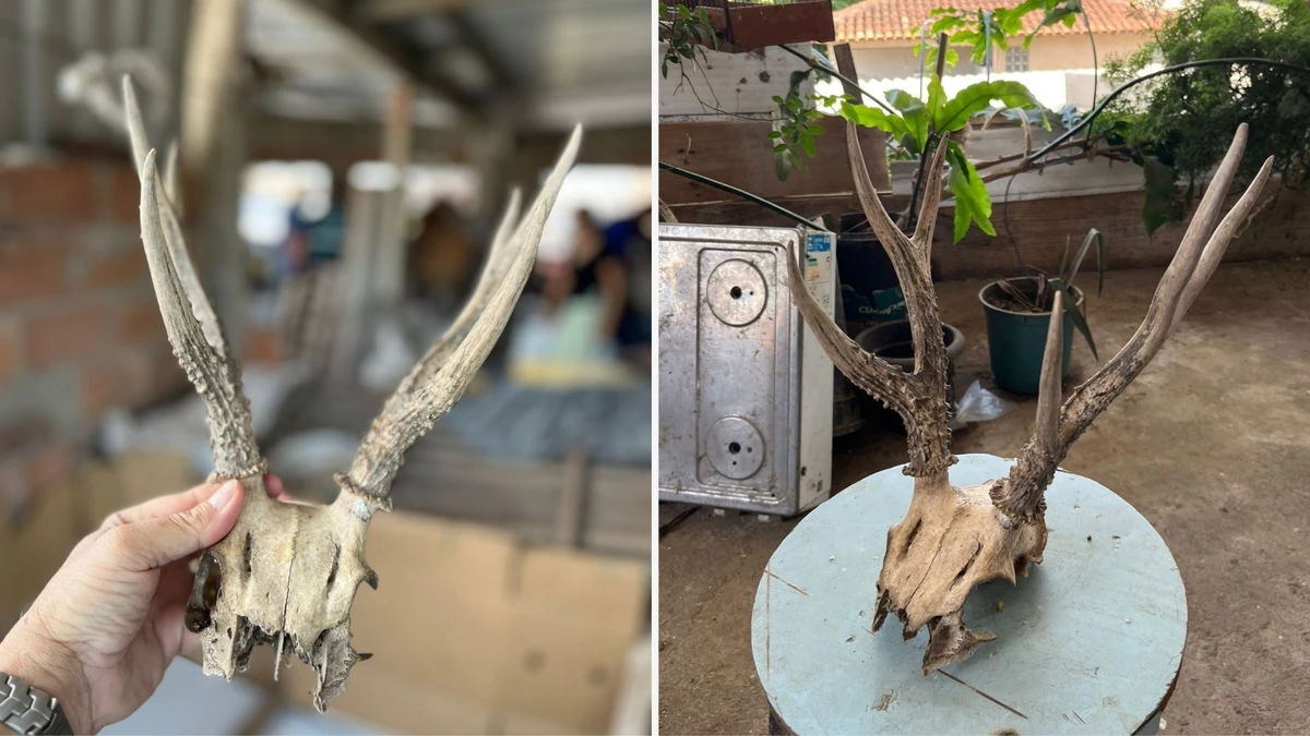 Um crânio de veado foi encontrado durante a operação 'Arca de Noé' nesta segunda-feira (22)