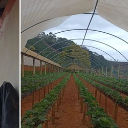 Ventos fortes rasgaram a lona da estufa e arrancaram telhas, causando danos estimados em mais de R$ 30 mil; galhos também ficaram espalhados em rodovia, mas já foi feita limpeza