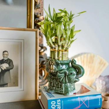 Imagem - Feng Shui de Primavera: o que mudar na decoração de casa?