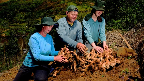 Ouça a reportagem especial que aponta os motivos pelos quais toda a cadeia no gengibre do Espírito Santo mantém o otimismo