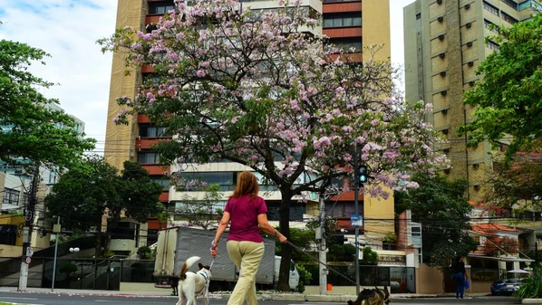 Eis o grande mistério: não é apenas o calor, nem apenas a umidade, mas um diálogo sofisticado entre a planta e o mundo