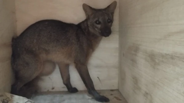 O animal foi visto por um funcionário, que acionou a equipe da Secretaria Municipal de Meio Ambiente do município