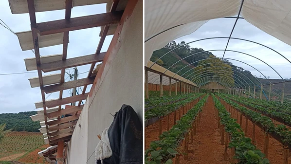 Ventos fortes rasgaram a lona da estufa e arrancaram telhas, causando danos estimados em mais de R$ 30 mil; galhos também ficaram espalhados em rodovia, mas já foi feita limpeza