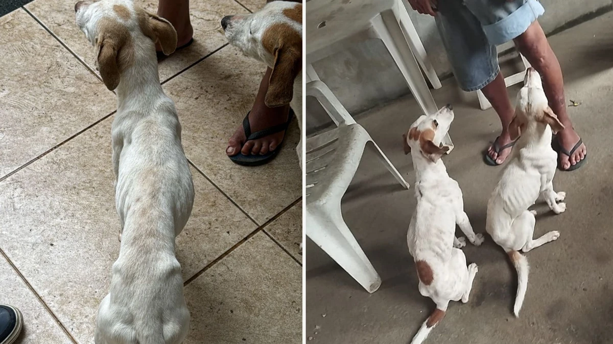 CPI dos Maus-Tratos apura denúncia de animais sendo agredidos em Cariacica