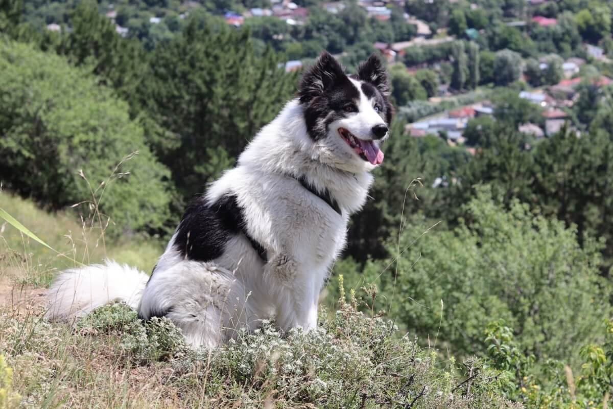 O yakutian laika é um cachorro nativo da Rússia (Imagem: vera8kas | Shutterstock)