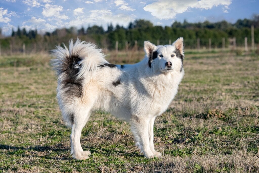 O yakutian laika precisa de uma dieta rica em proteínas e nutrientes que sustentem a saúde de sua pelagem (Imagem: cynoclub | Shutterstock)