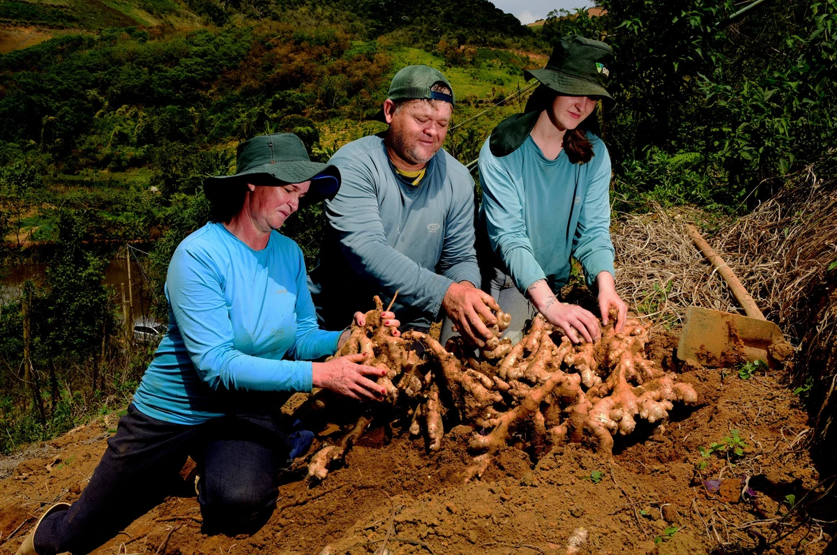 Gengibre produzido em Santa Leopoldina
