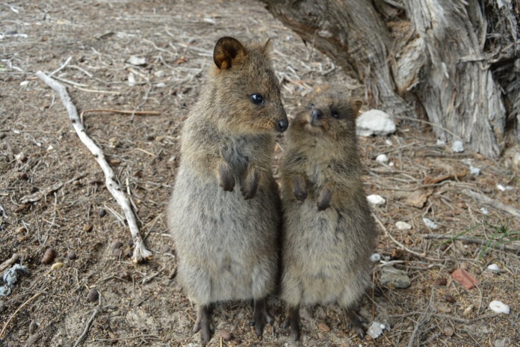 Apesar da aparência, o quokka pertence à mesma família dos cangurus e dos wallabies (Imagem: Wirestock Creators | Shutterstock)