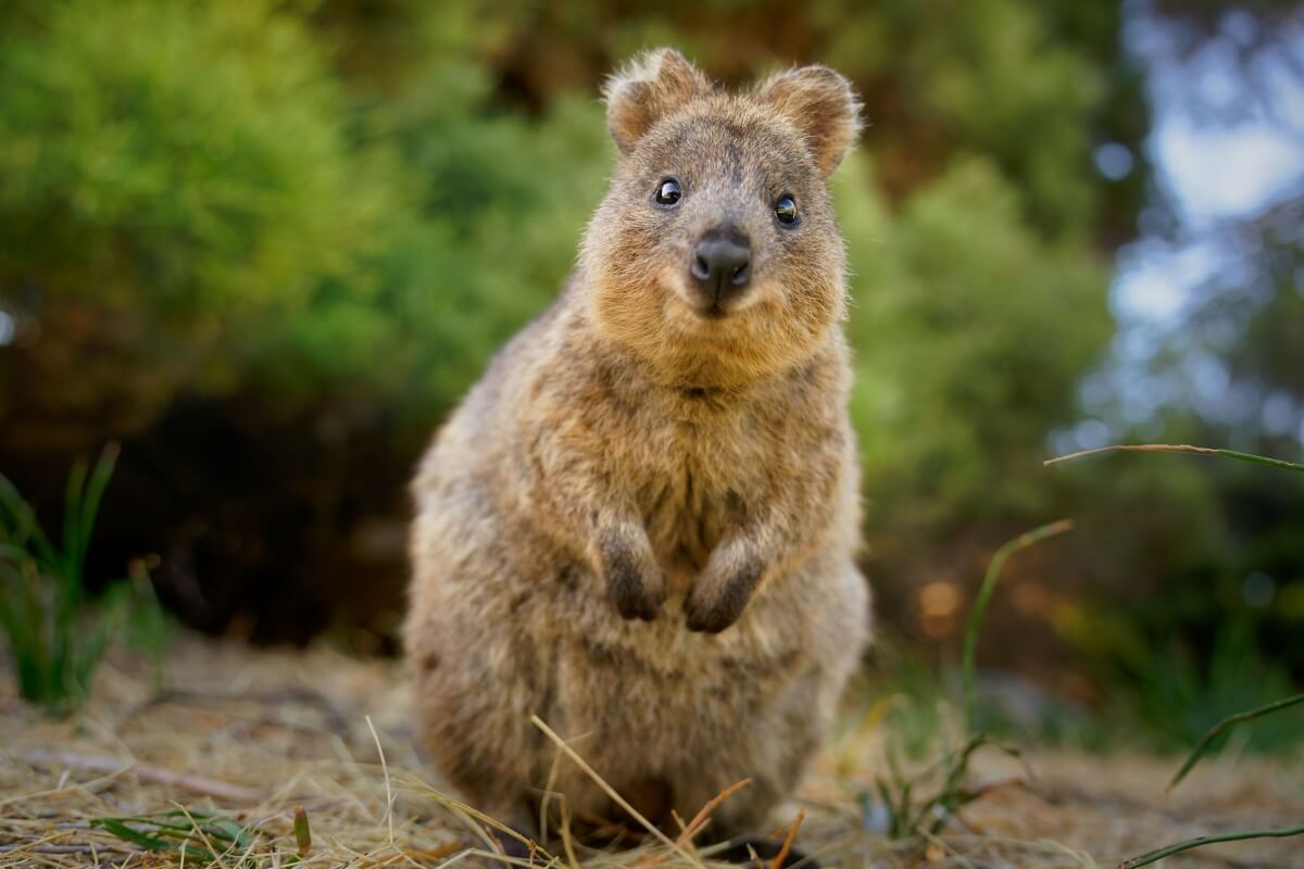 O quokka é um fenômeno nas redes sociais e tem conquistado corações em todo o mundo (Imagem: Martin Pelanek | Shutterstock) 