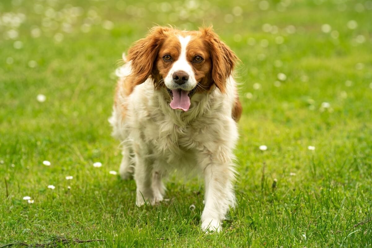A França desenvolveu cães para diferentes finalidades, que ultrapassaram barreiras e conquistaram lares ao redor do globo (Imagem: Przemek Iciak | Shutterstock)