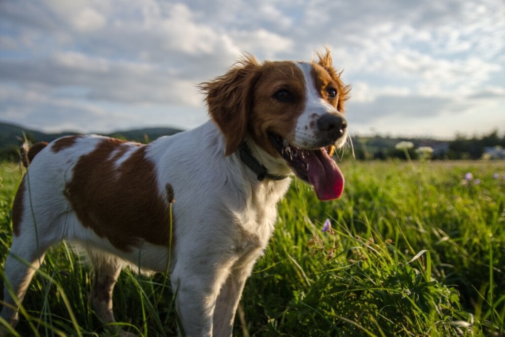 O  épagneul breton é muito ativo, obediente e fácil de treinar (Imagem: Gucio_Photo | Shutterstock)