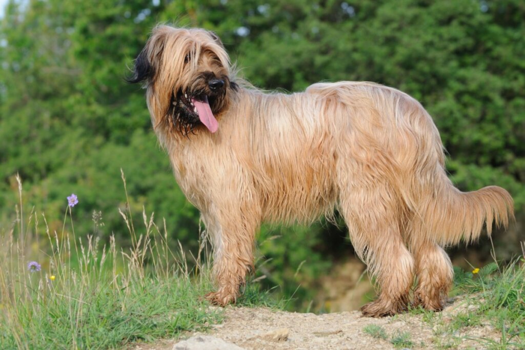 O briard é um cão inteligente, protetor e fiel à família (Imagem: anetapics | Shutterstock)