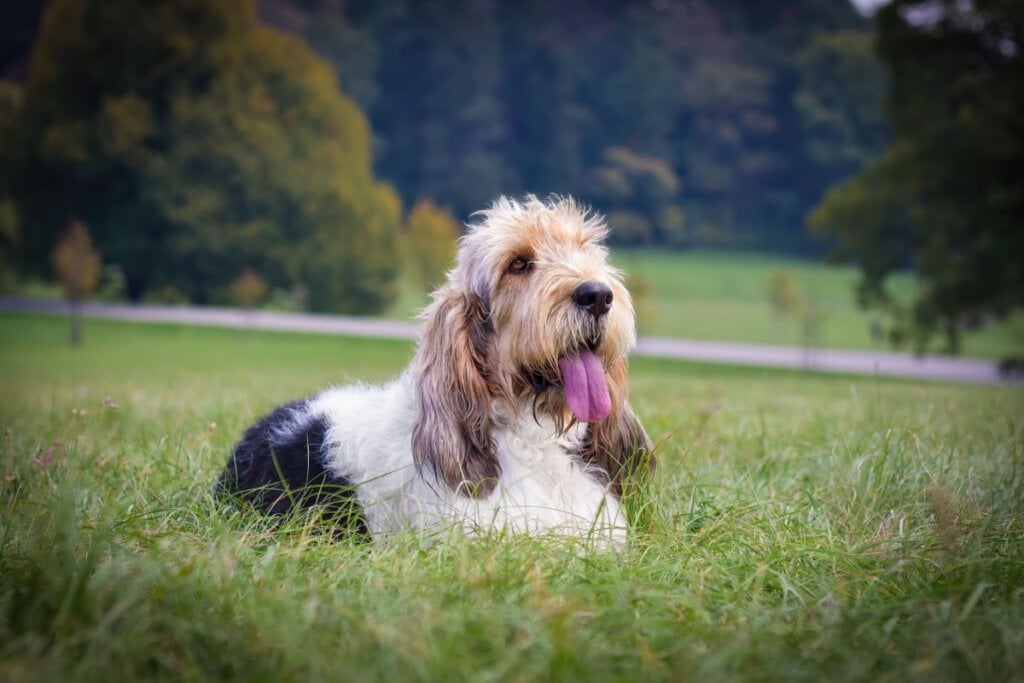 O grand basset griffon vendéené ativo, curioso e gosta de explorar o ambiente (Imagem: Wild Carpathians | Shutterstock)