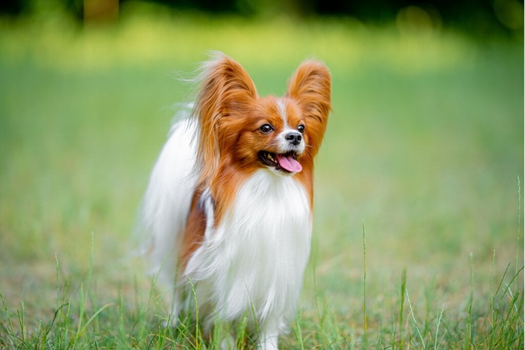 O papillon é um cão pequeno, elegante e muito inteligente (Imagem: Mariya Kuzema | Shutterstock) 