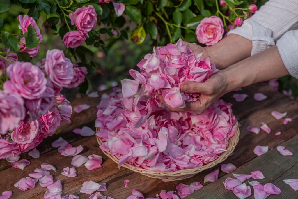 Simpatia com pétalas de rosa ajuda atrair mais harmonia para o relacionamento (Imagem: TSViPhoto | Shutterstock)