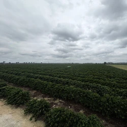 Município do Norte do Estado investe em infraestrutura, parcerias e empreendedorismo para valorizar sua vocação agrícola e cultural
