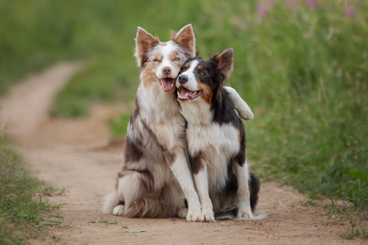 A forma como chamamos o pet pode realçar o jeito sociável que ele mostra no convívio (Imagem: Anna Averianova | Shutterstock)