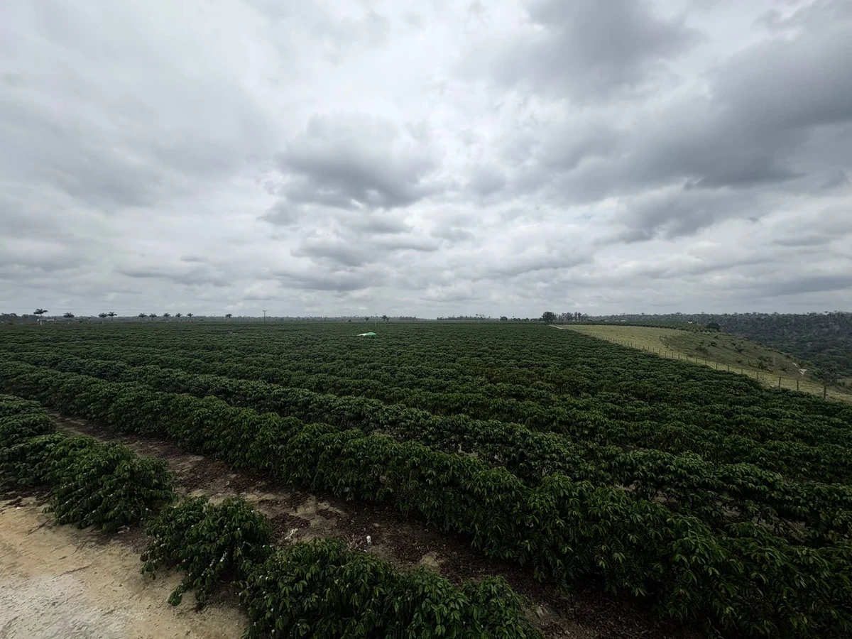 Em Jaguaré, plantio do café conilon despontou potencial turístico 
